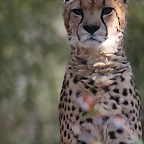 Zoo de Barcelona 26-02-12 035