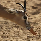 Zoo de Barcelona 26-02-12 262