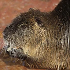Zoo de Barcelona 26-02-12 323