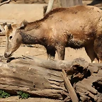 Zoo de Barcelona 26-02-12 694