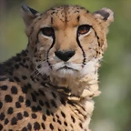 Zoo de Barcelona 26-02-12 064