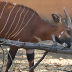 Zoo de Barcelona 26-02-12 497