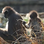 Zoo de Barcelona 26-02-12 610