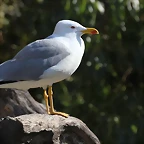 Zoo de Barcelona 26-02-12 196