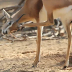 Zoo de Barcelona 26-02-12 255