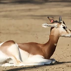 Zoo de Barcelona 26-02-12 340