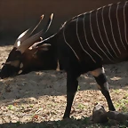 Zoo de Barcelona 26-02-12 568
