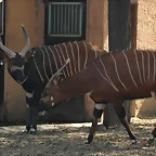 Zoo de Barcelona 26-02-12 426