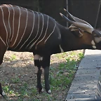 Zoo de Barcelona 26-02-12 558