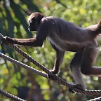 Zoo de Barcelona 26-02-12 656