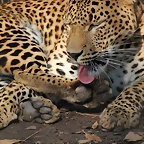 Zoo de Barcelona 26-02-12 102