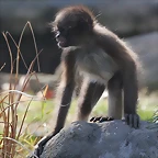 Zoo de Barcelona 26-02-12 594