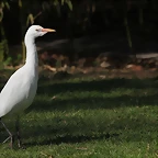 Zoo de Barcelona 26-02-12 732