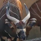 Zoo de Barcelona 26-02-12 455