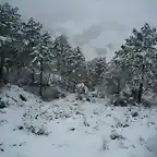 nevada en Riopar