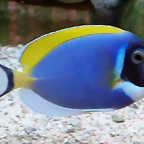 Acanthurus leucosternon