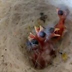 4 jilgueros nuevos