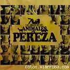 pereza