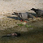 Zoo de Barcelona 17-03-11 651