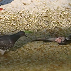 Zoo de Barcelona 17-03-11 693
