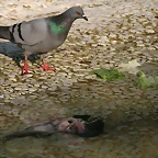Zoo de Barcelona 17-03-11 659
