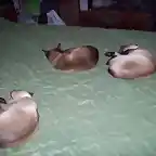 Tres princesas durmiendo