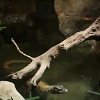 Zoo de Barcelona 26-09-2010 207
