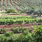 tabla de huerta en las Cas