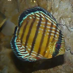 Symphysodon discus 2 (12-10-16 Acuario Fluvial de Zaragoza)
