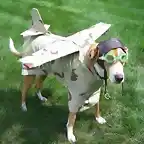 Airplane%20Dog