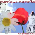 amapolas