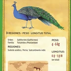 pavo real