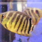 Heros severus juv.