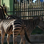 Zoo de Barcelona 27-03-11 961