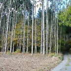 DSCN6401