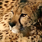 Zoo de Barcelona 01-03-11 222