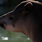 Zoo de Barcelona 01-03-11 104