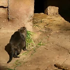Zoo de Barcelona 01-03-11 094