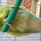 Pablo cloaca