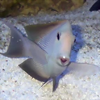 Ctenochaetus striatus
