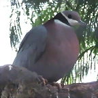 Ducula mullerii