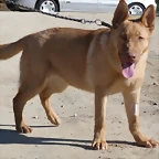 ambar1