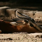 Zoo de Barcelona 27-10-10 250