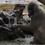 Zoo de Barcelona 07-11-10 603