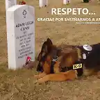 Que respeto sienten por sus dueos!!!