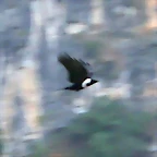 Corvus torquatus 1