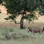 Kgaswane Nature Reserve 14-02-09 172