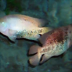 Vieja melanura