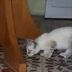 Princessa la cazadora