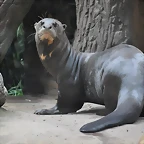 NUTRIA GIGANTE DEL AMAZONAS